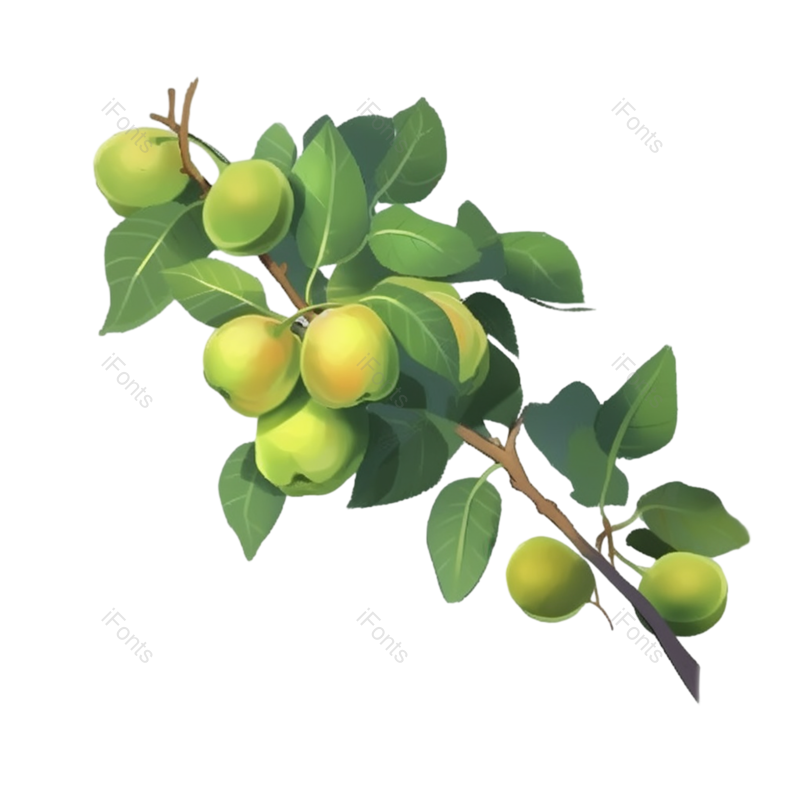 叶子图片,芒种元素,树叶PNG,植物免抠素材